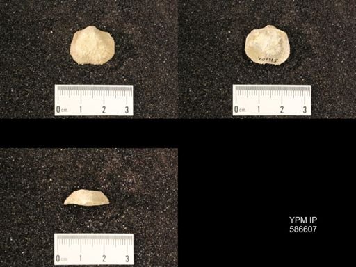 Productus nebrascensis