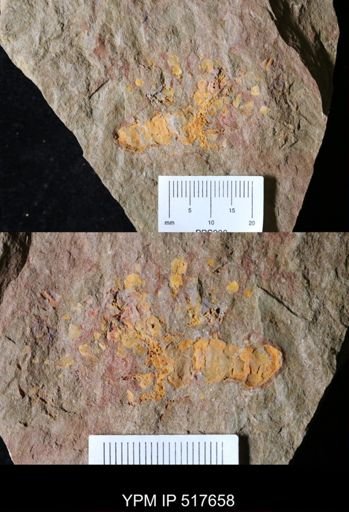 undet. Eocrinoidea