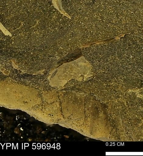 undet. Bivalvia
