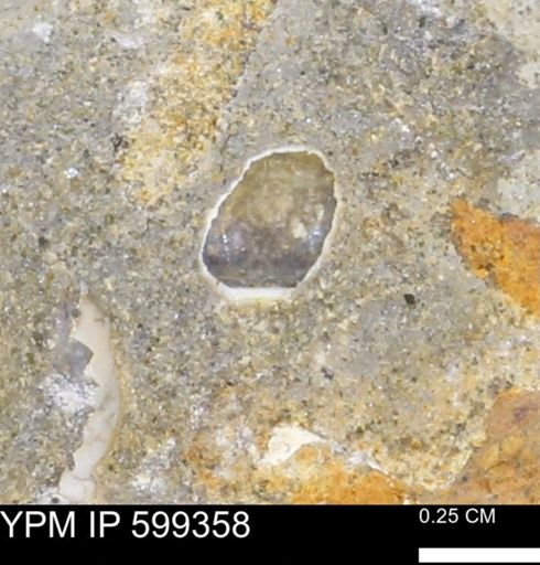 Protocardia subquadrata