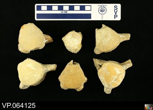 undet. Mosasauridae