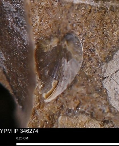 Limopsis striatopunctatus