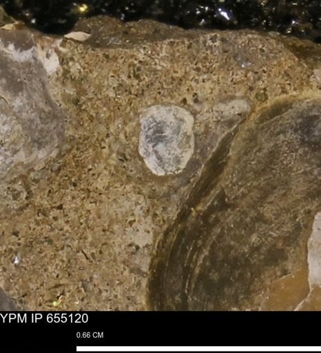 Protocardia
