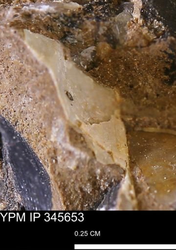 undet. Mollusca