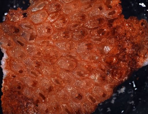 Smittipora nr. cordiformis
