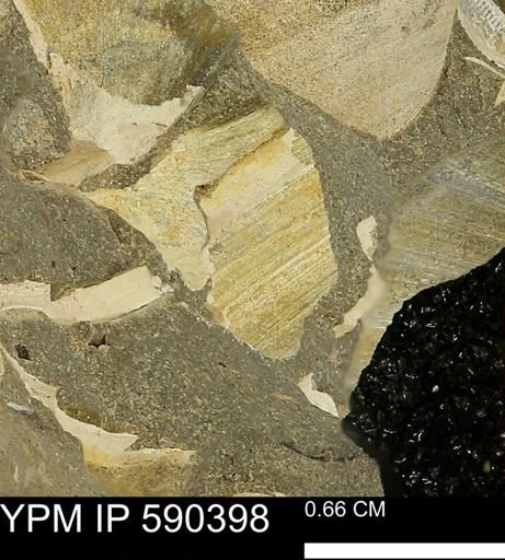 Protocardia?