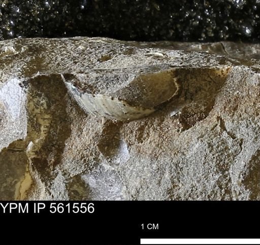 undet. Mollusca