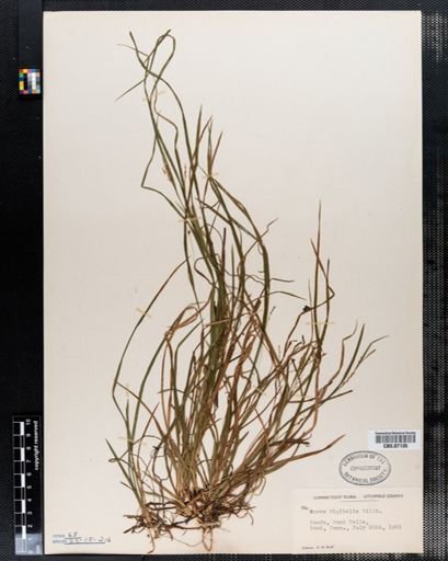 Carex digitalis