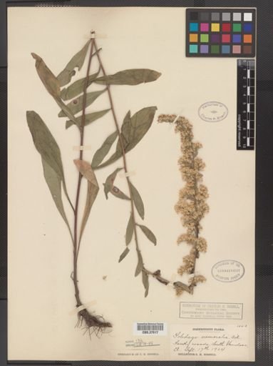 Solidago nemoralis