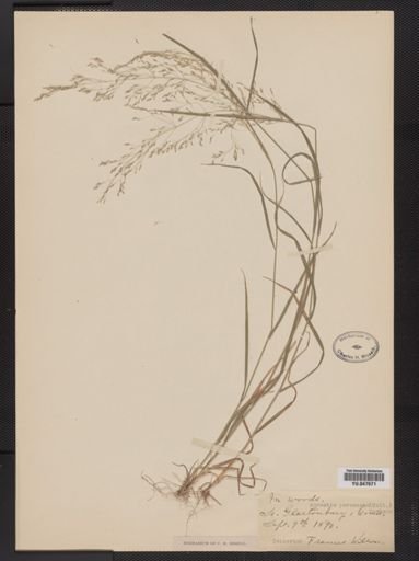 Agrostis perennans