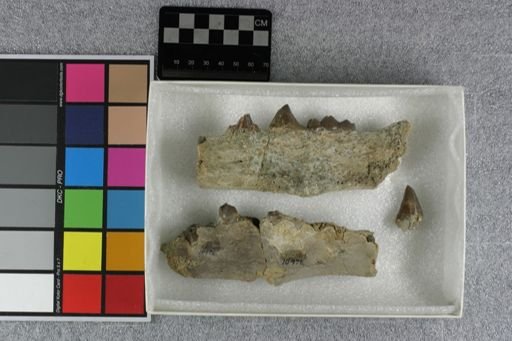 Entelodon sp.