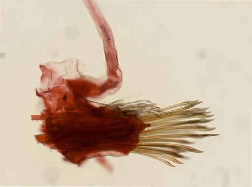 Lepidonotus squamatus