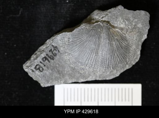 Devonochonetes coronatus