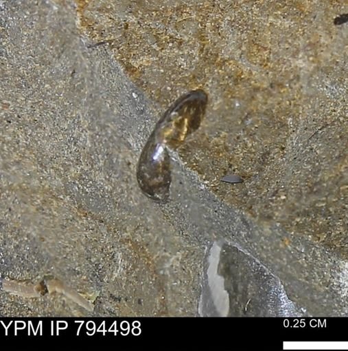 Phelopteria linguaeformis