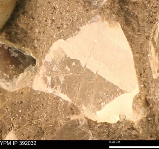 Protocardia sp.