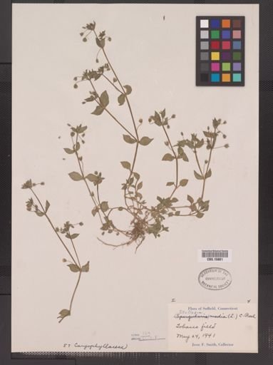 Stellaria media