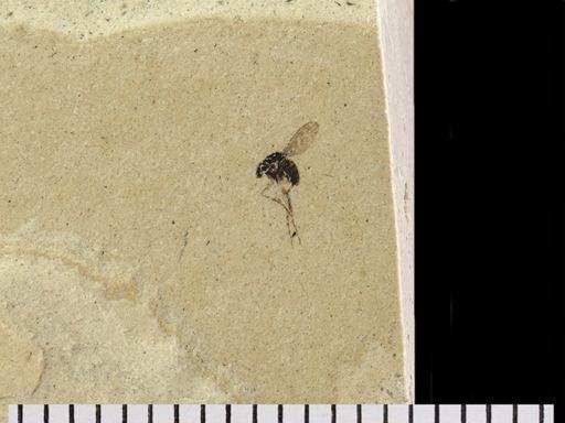 Dolichopodidae?
