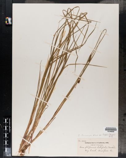 Plantae
