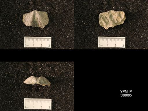 Platystrophia lynx