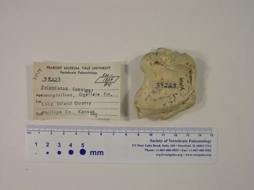 Teleoceras fossiger