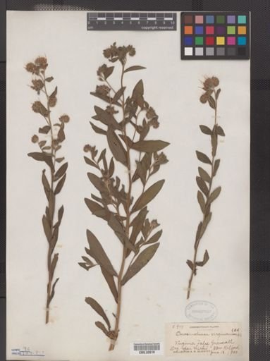 Onosmodium virginianum