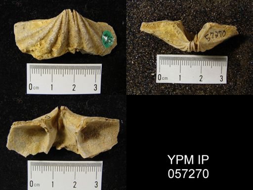 Macropleura macropleura
