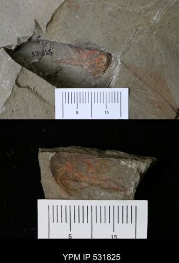 Xiphosurida?