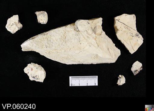undet. Actinopterygii