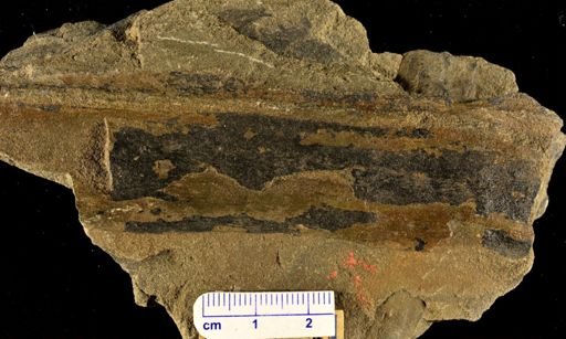 Psilophyton princeps
