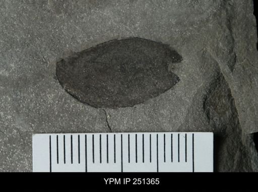 undet. Eurypterida