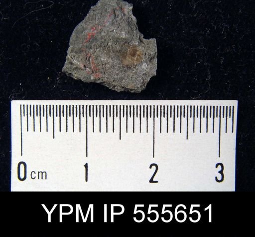 Orbiculoidea missouriensis