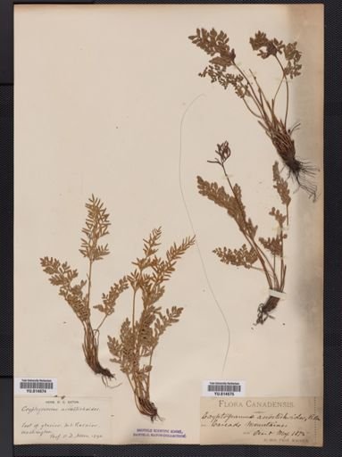 Cryptogramma