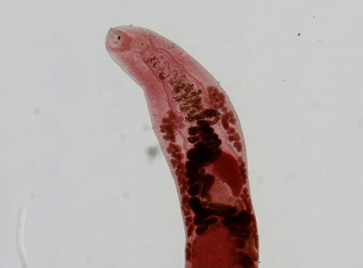 Haematoloechus medioplexus