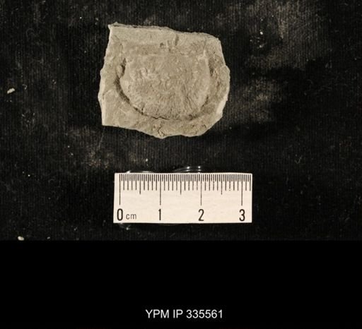 Linoproductus sp.