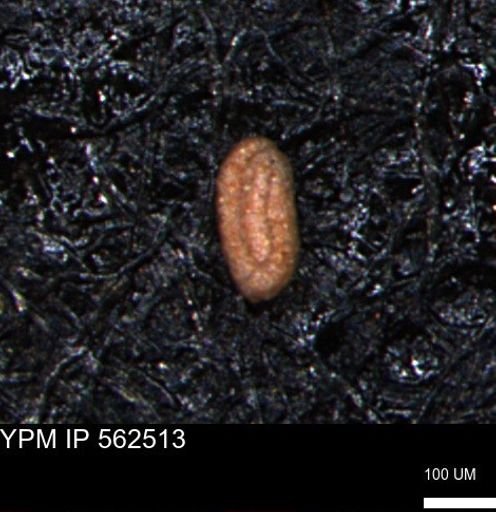 Miliammina ischnia