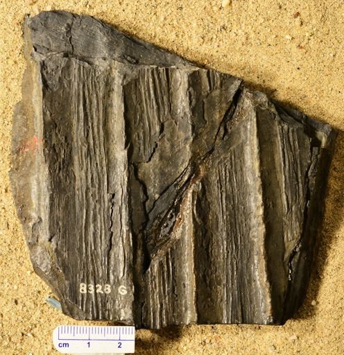 Sigillaria schlotheimiana