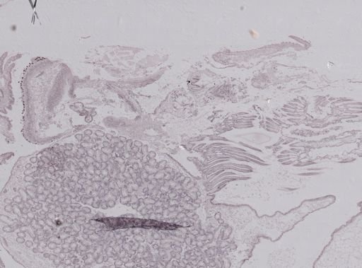 Crassostrea virginica