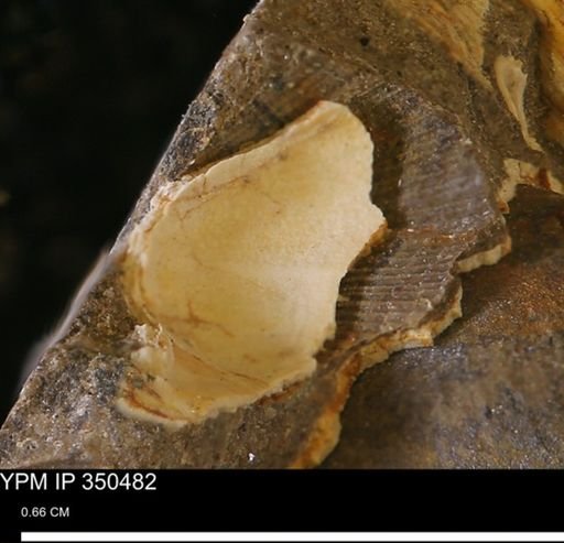 Limopsis striatopunctatus