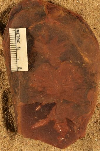 Annularia