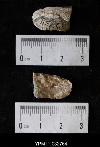 Proparreysia pyramidatoides