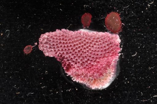 Arctonula arctica