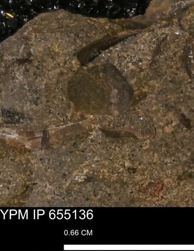 Protocardia