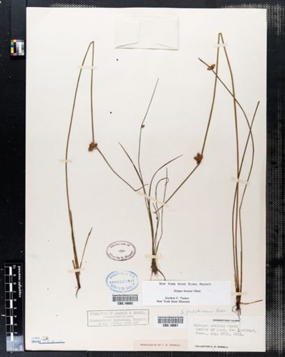 Plantae