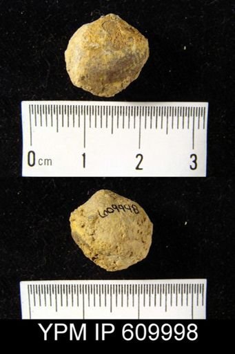 Rensselaeria sp.