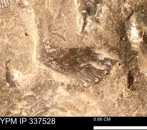 undet. Mollusca