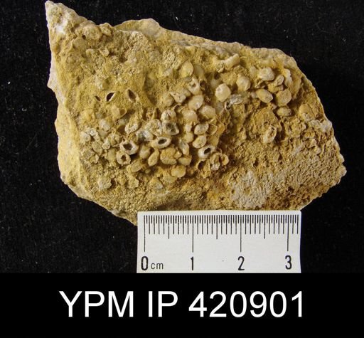 undet. Brachiopoda