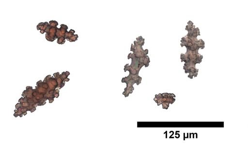 Leptogorgia rathbuni