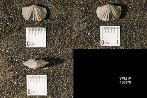 Platystrophia biforata