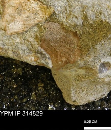 undet. Mollusca