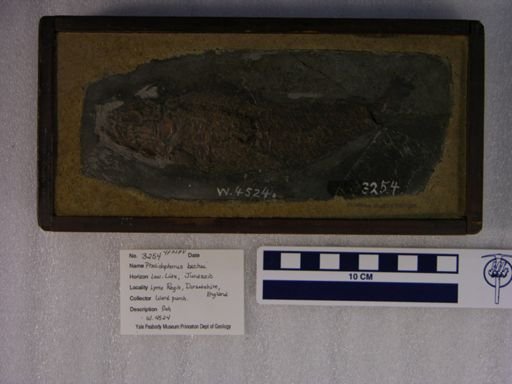 Pholidophorus bechei